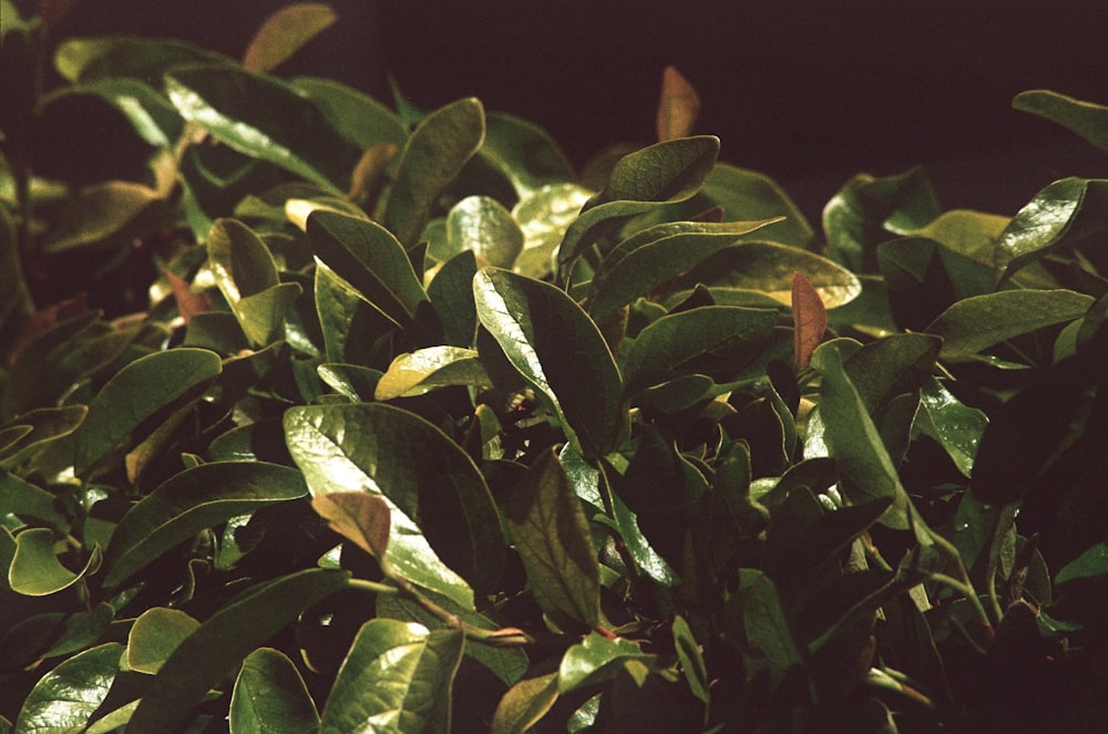 a close up of a bush with green leaves