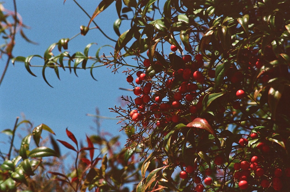 a tree filled with lots of red berries under a blue sky