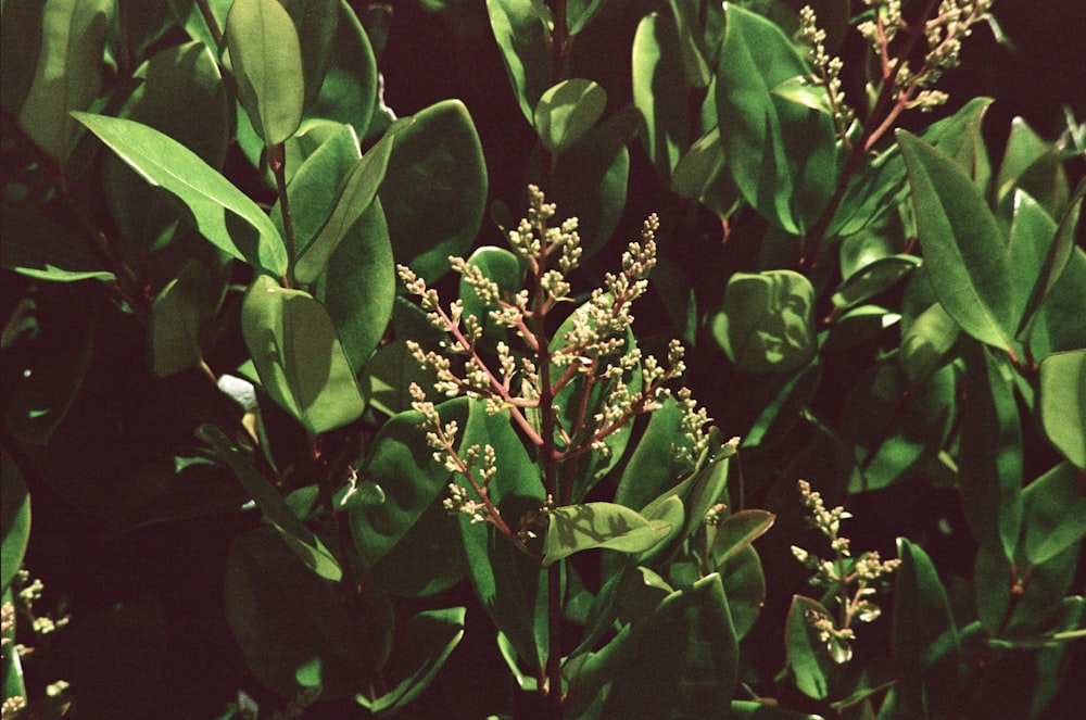 a close up of a plant with green leaves