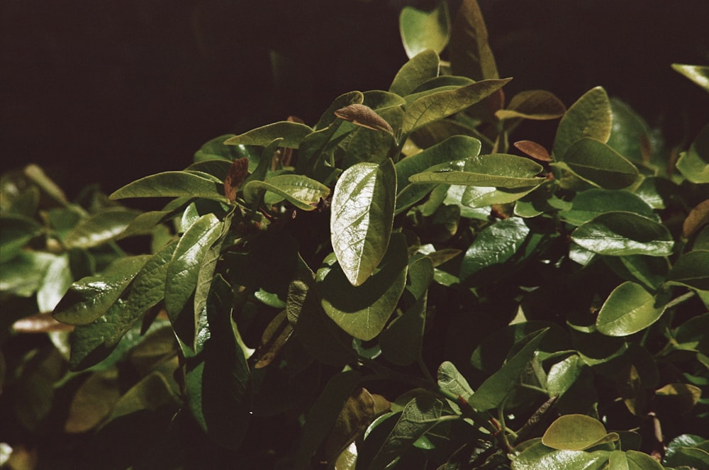 a close up of a bush with green leaves