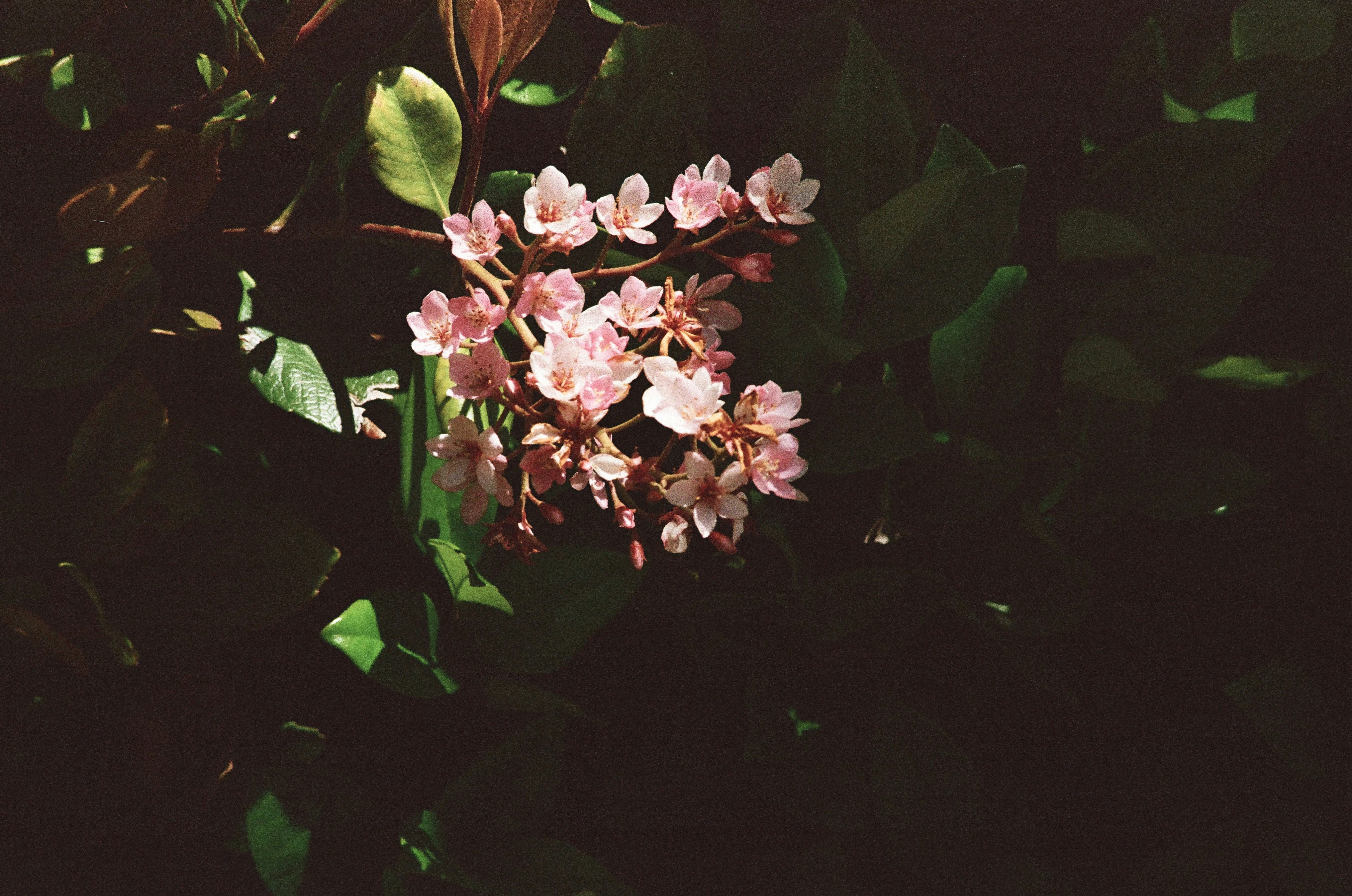 Film Photography