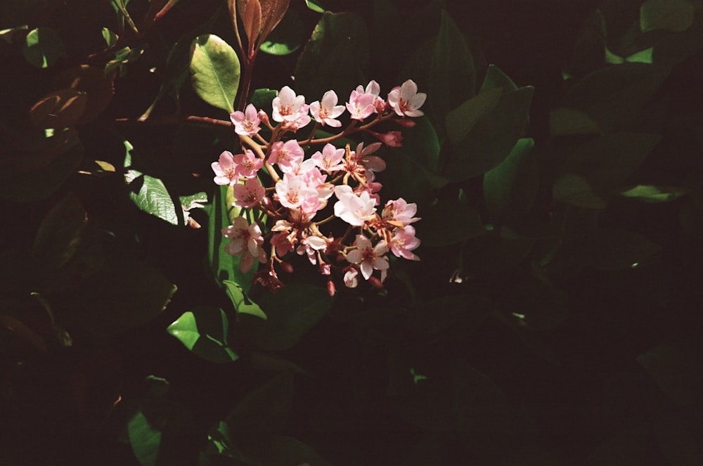 a bunch of flowers that are in the grass