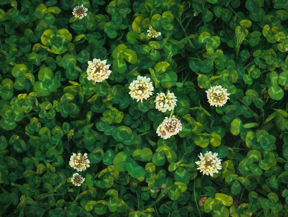 a group of white flowers surrounded by green leaves