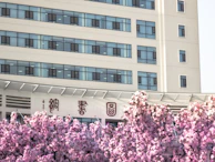 a tall building with a bunch of purple flowers in front of it