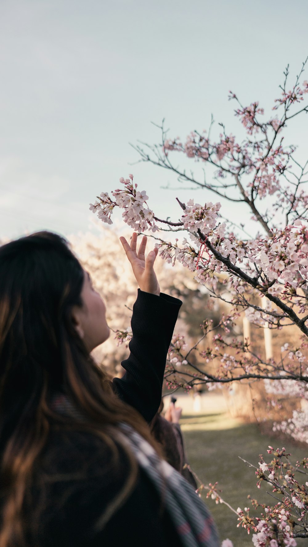 a woman reaching up to a cherry blossom tree