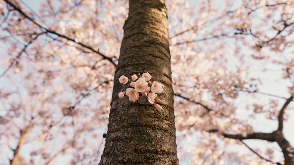 a close up of a tree with flowers on it