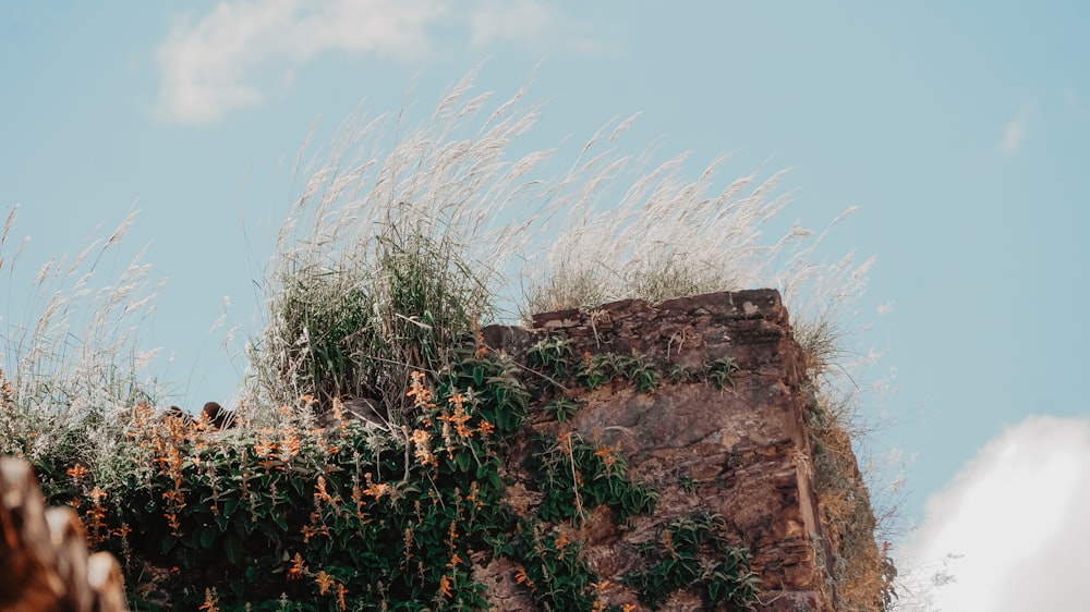 a bunch of plants growing on the side of a cliff