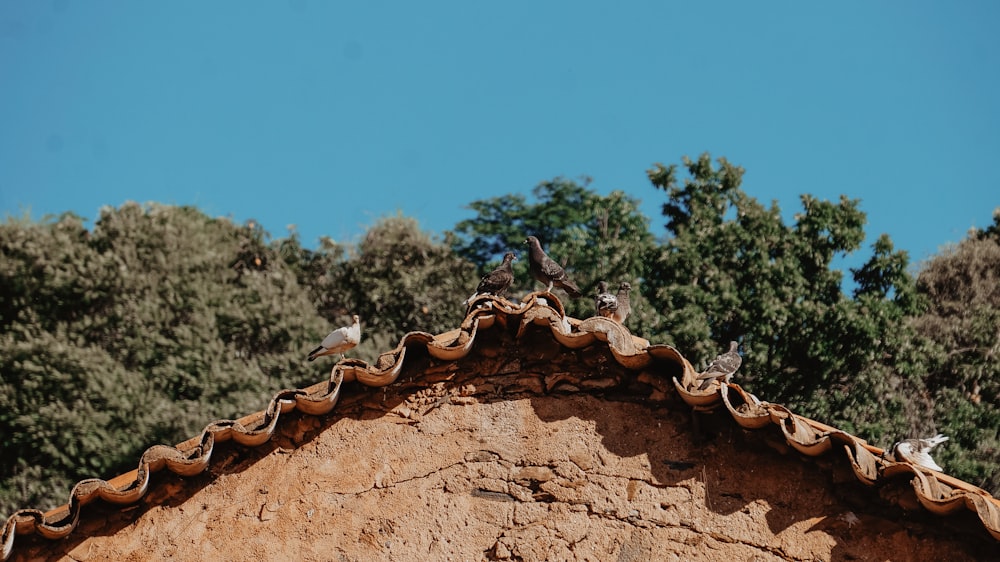 birds are perched on the roof of a building