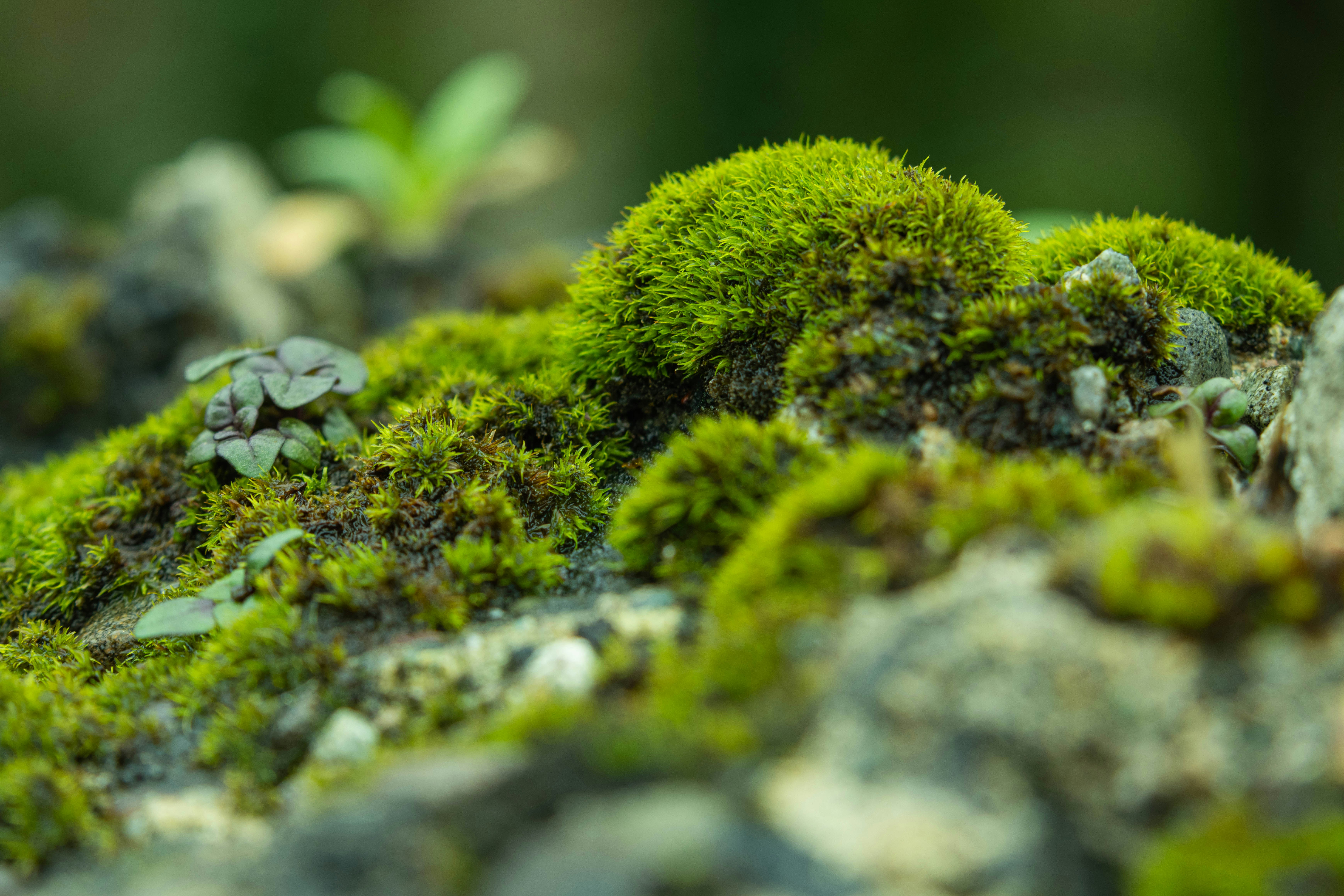 Ecological Adaptability Defies Biodiversity Collapse Narratives