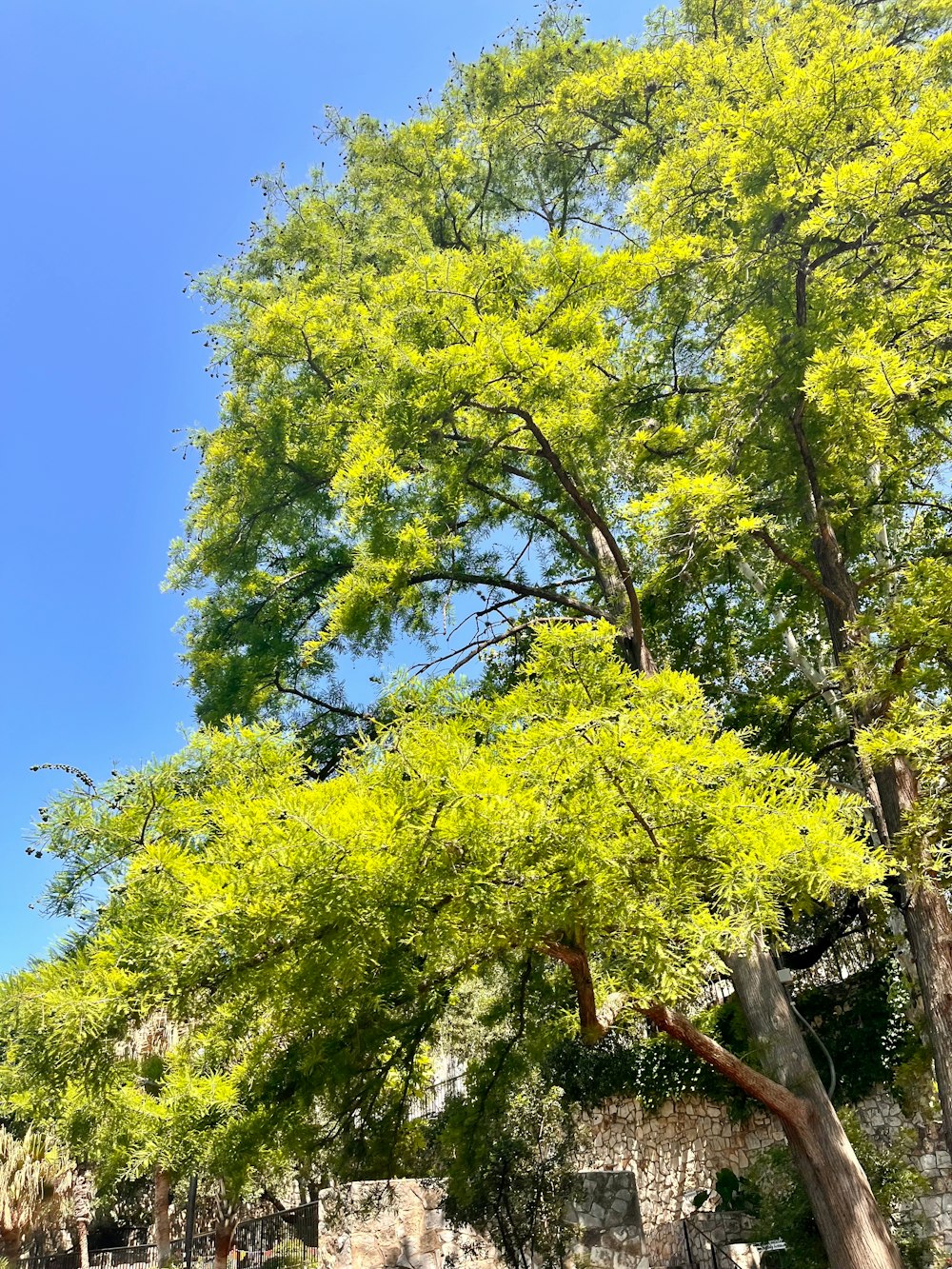 a large green tree sitting next to a stone wall