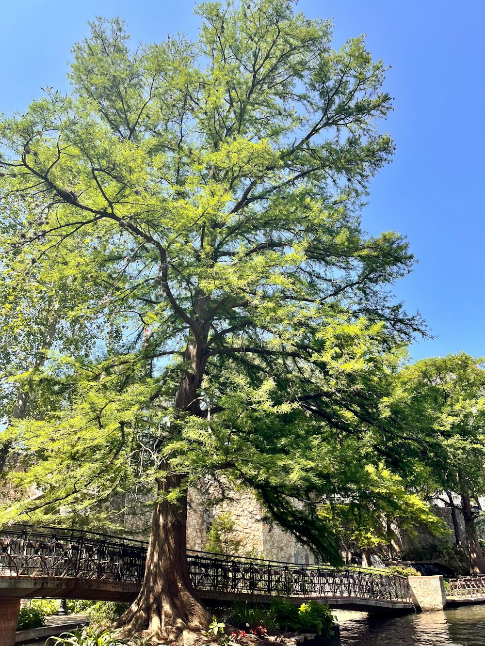 a large tree with a bridge in the background