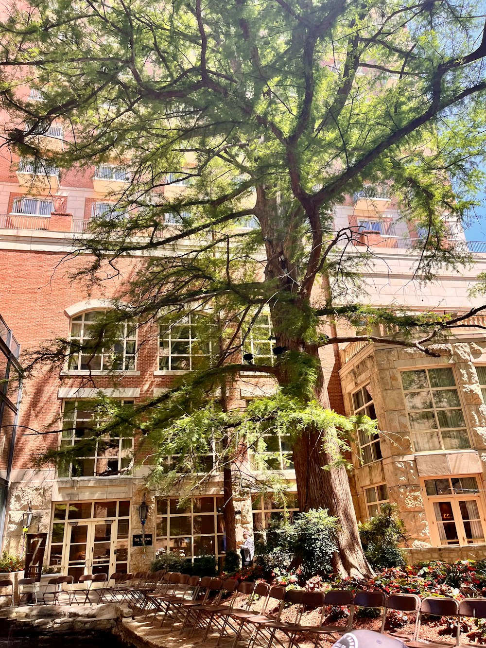 a large tree in front of a building