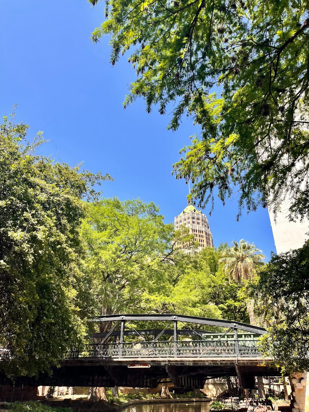 a bridge over a river in a park