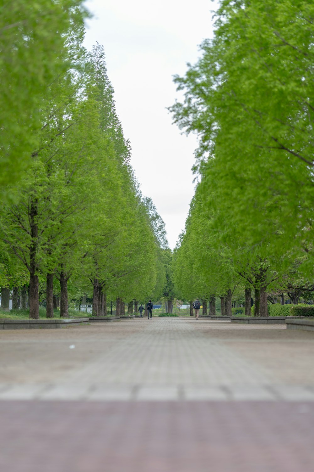 a person walking down a path lined with trees