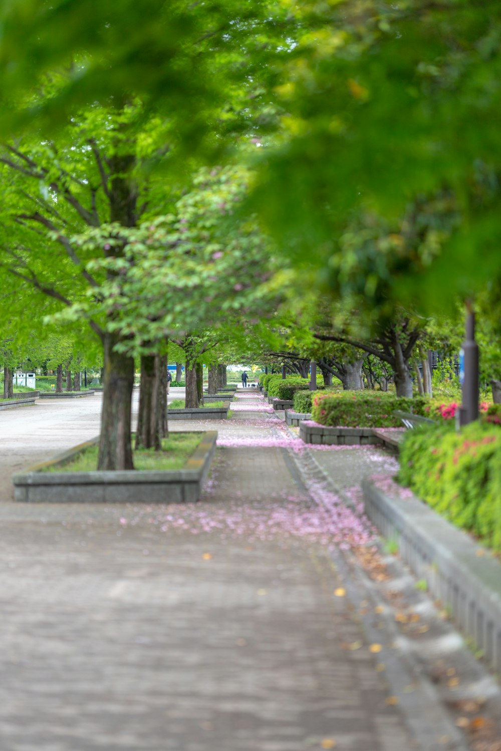 a park with benches, trees, and flowers on the ground