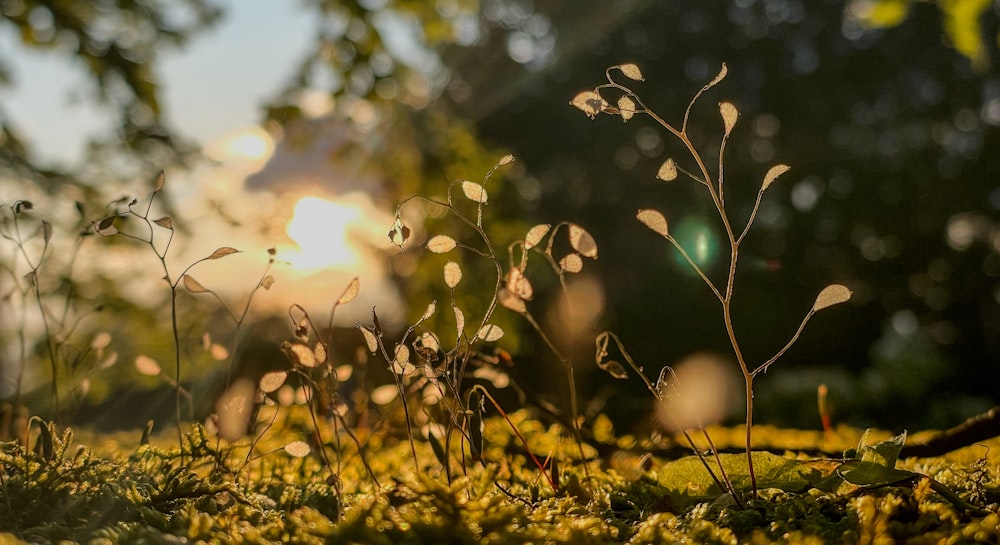 the sun shines through the leaves of a plant