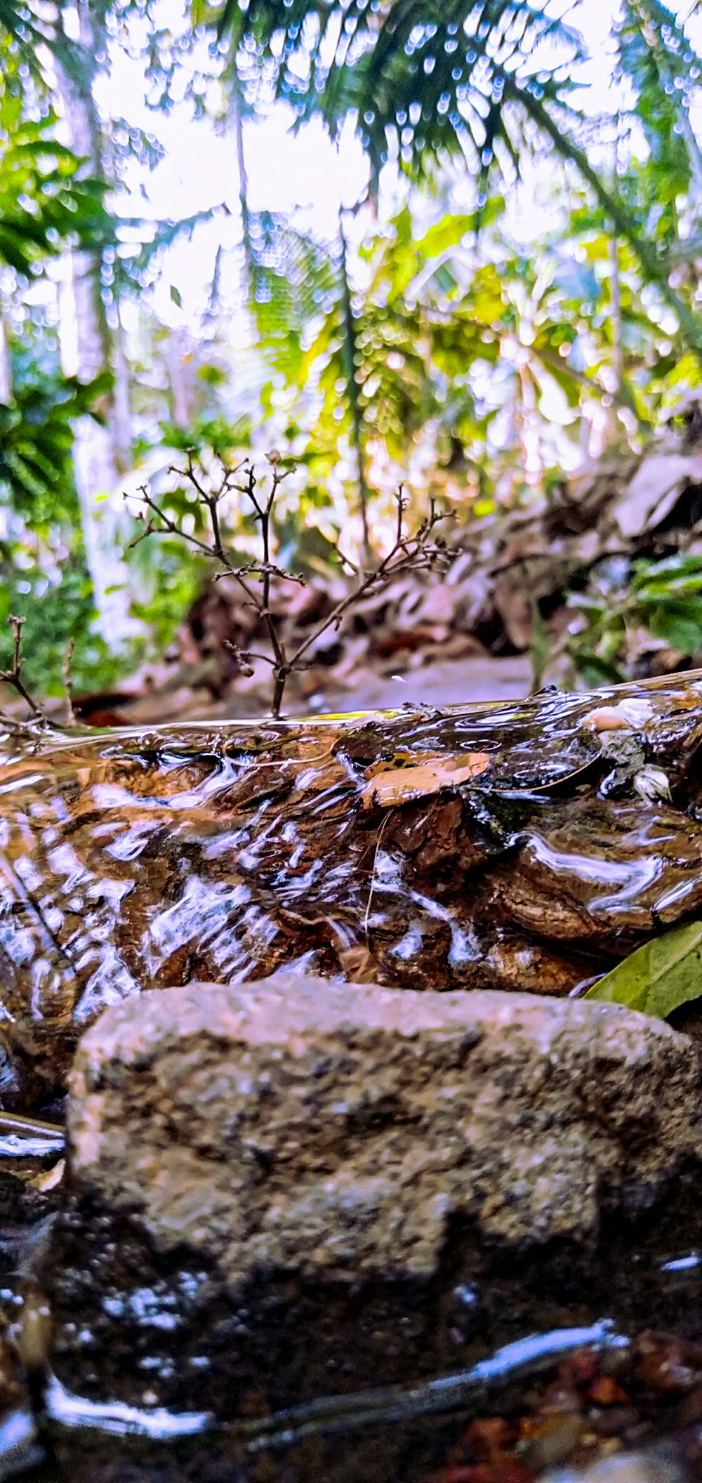 a bird is standing on a rock in the water