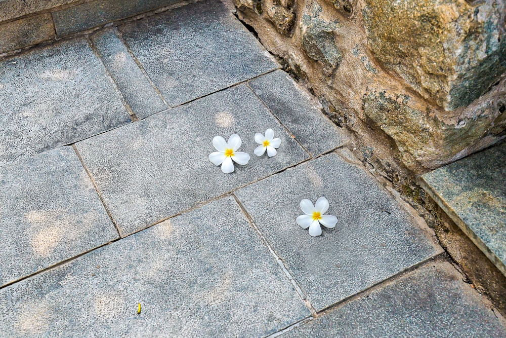 two white flowers on a stone walkway next to a stone wall