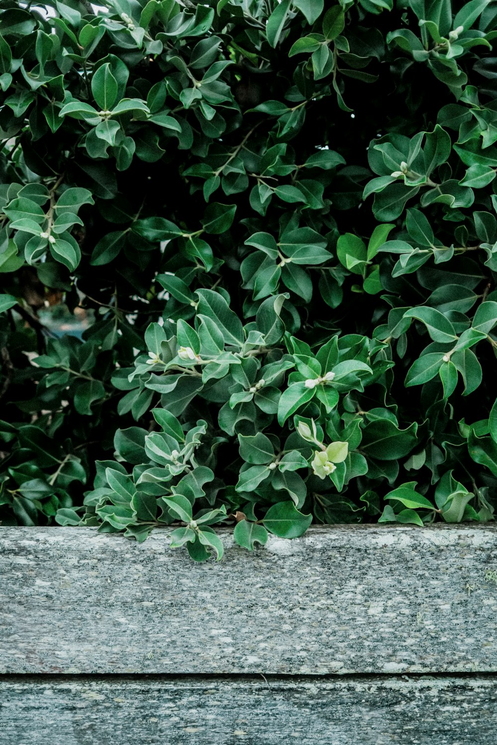 a close up of a tree with green leaves