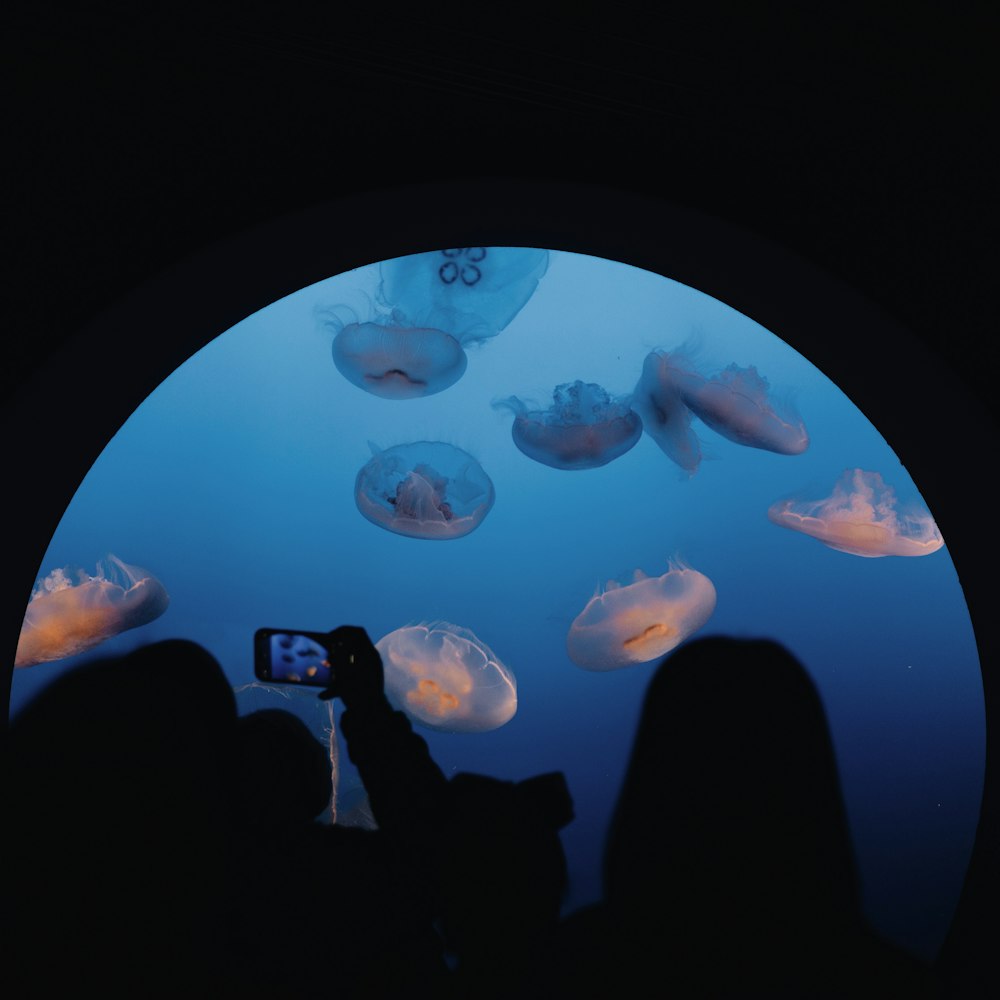 a person taking a picture of jellyfish in an aquarium