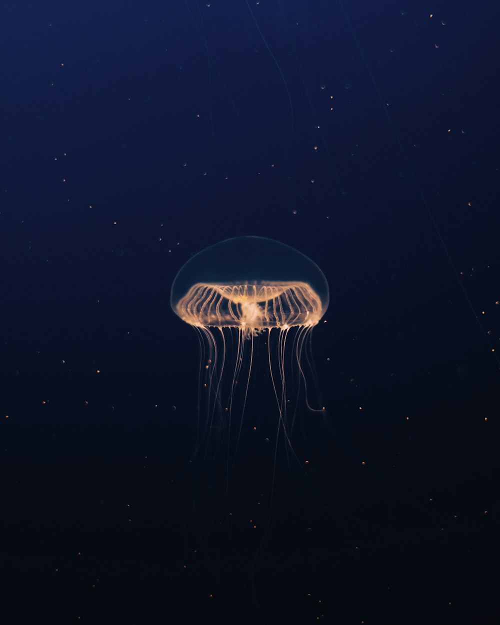 una medusa flotando en el agua por la noche