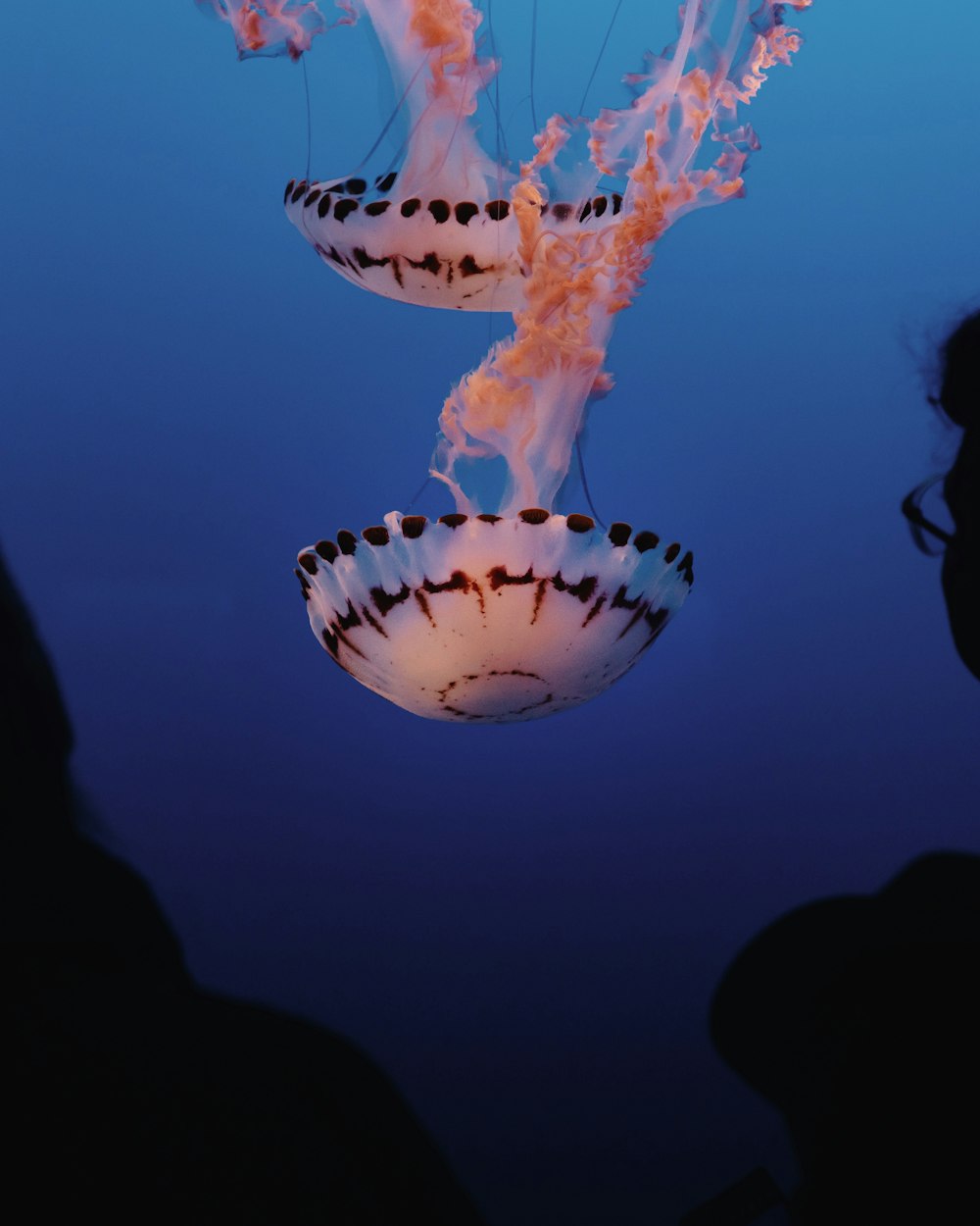 un par de medusas flotando en el agua