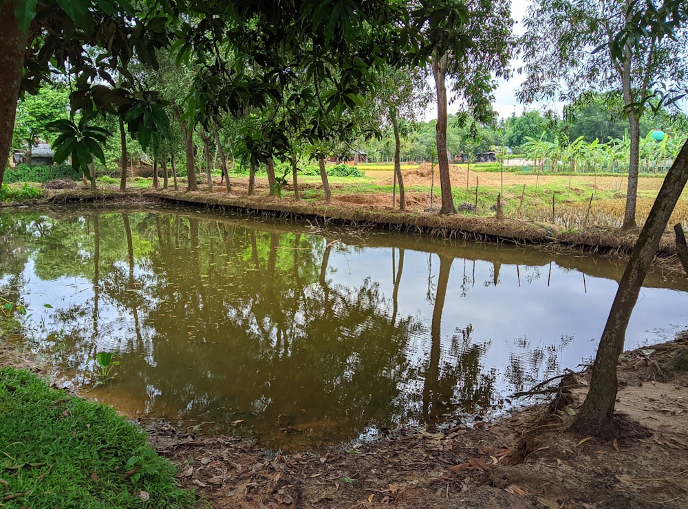 a small pond surrounded by trees and grass