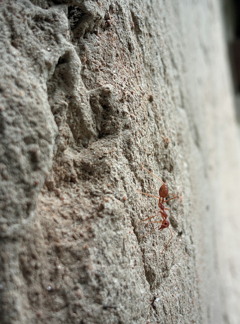 a close up of a rock with a bug crawling on it