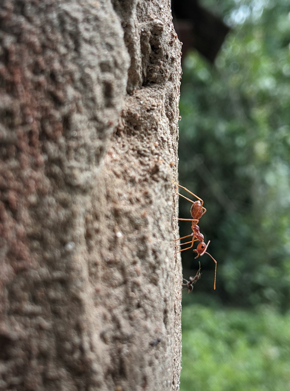 a red ant standing on the side of a tree