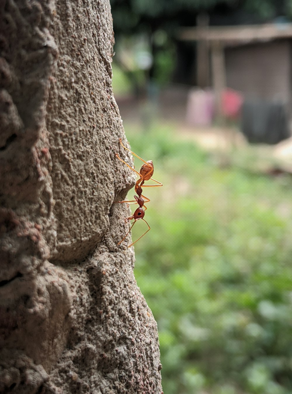 a bug crawling on the side of a tree