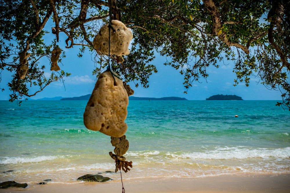 a rock hanging from a tree on a beach