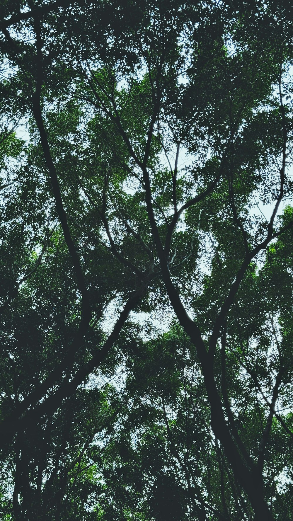 looking up at the tops of trees in a forest