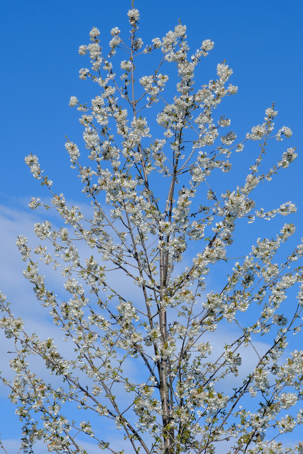 a tree with white flowers in front of a blue sky