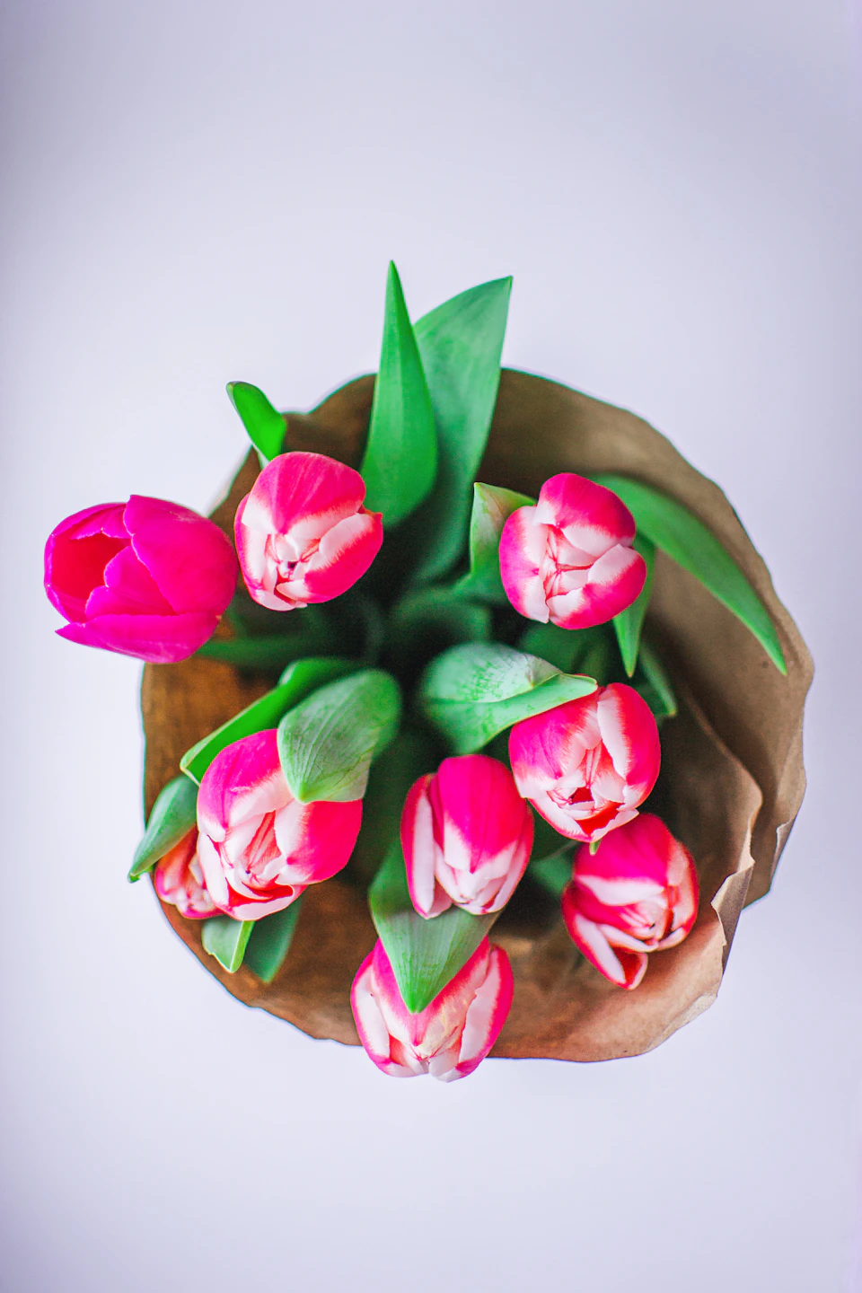 Tulips in a brown paper bag on a white surface with gray background