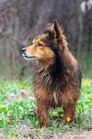 a brown and black dog standing on top of a grass covered field