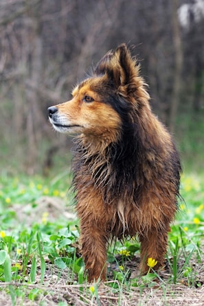 a brown and black dog standing on top of a grass covered field