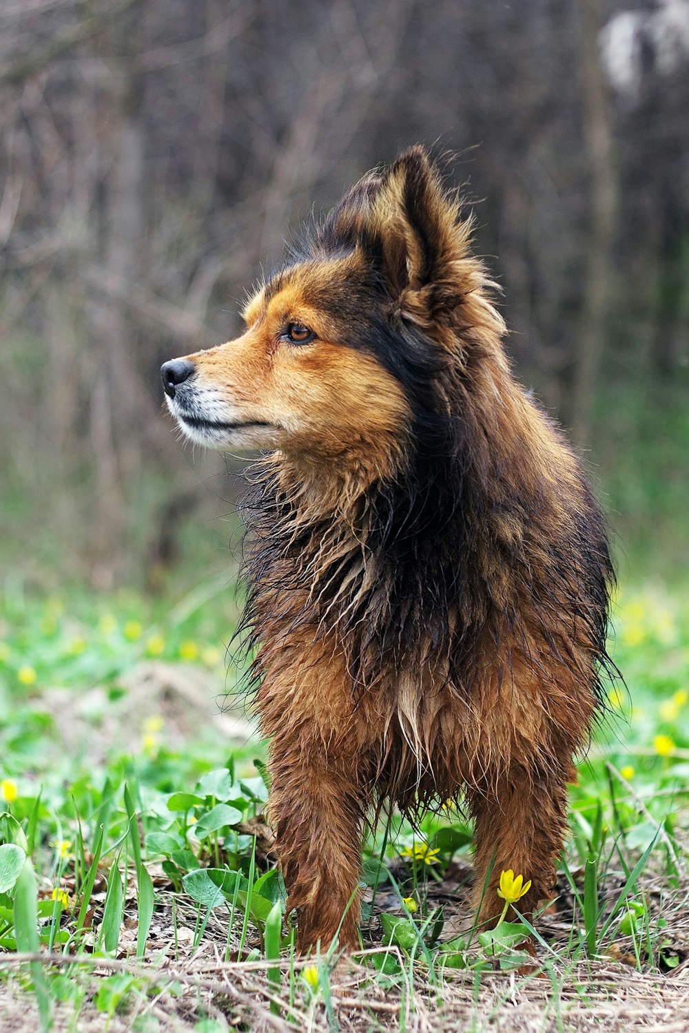 a brown and black dog standing on top of a grass covered field