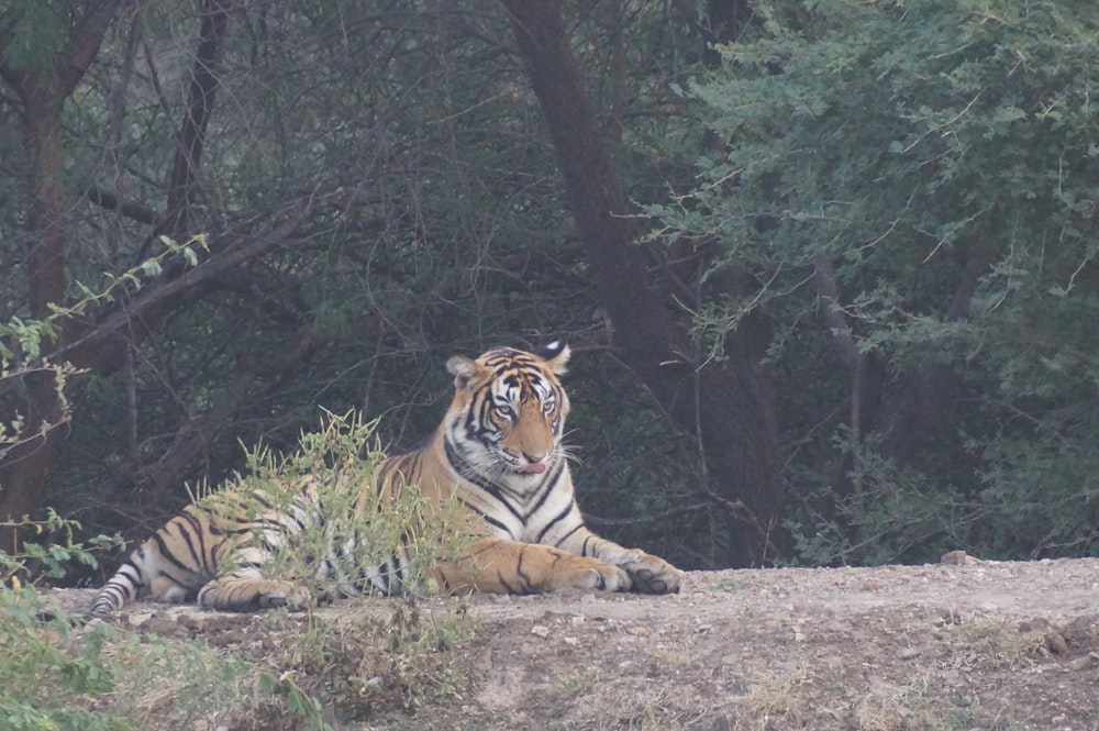 a tiger laying down in the middle of a forest