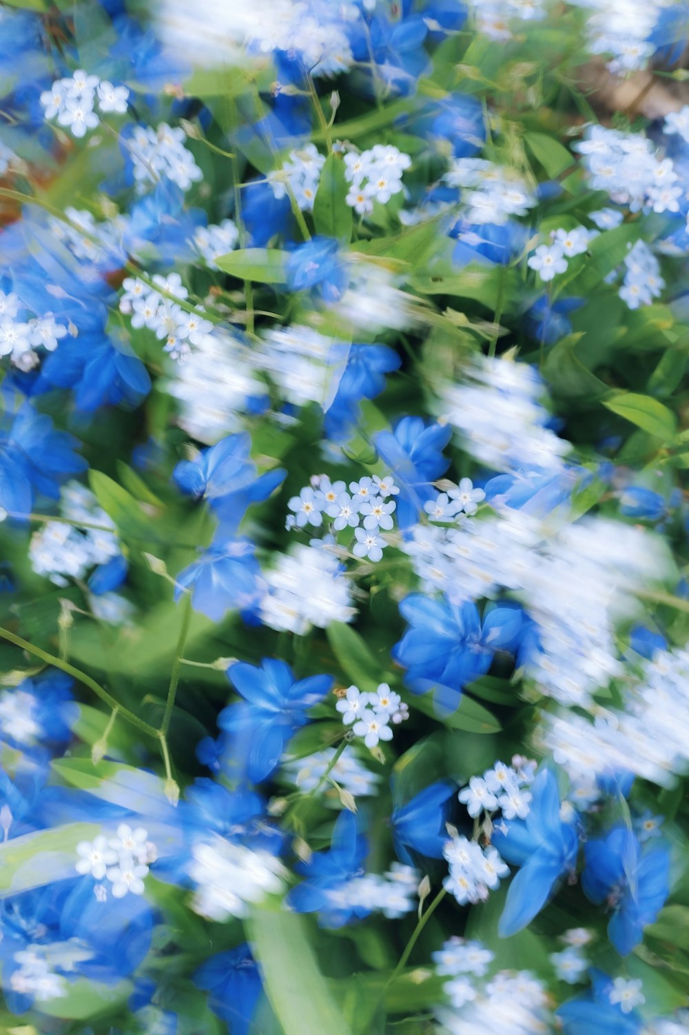 a bunch of blue and white flowers with green leaves