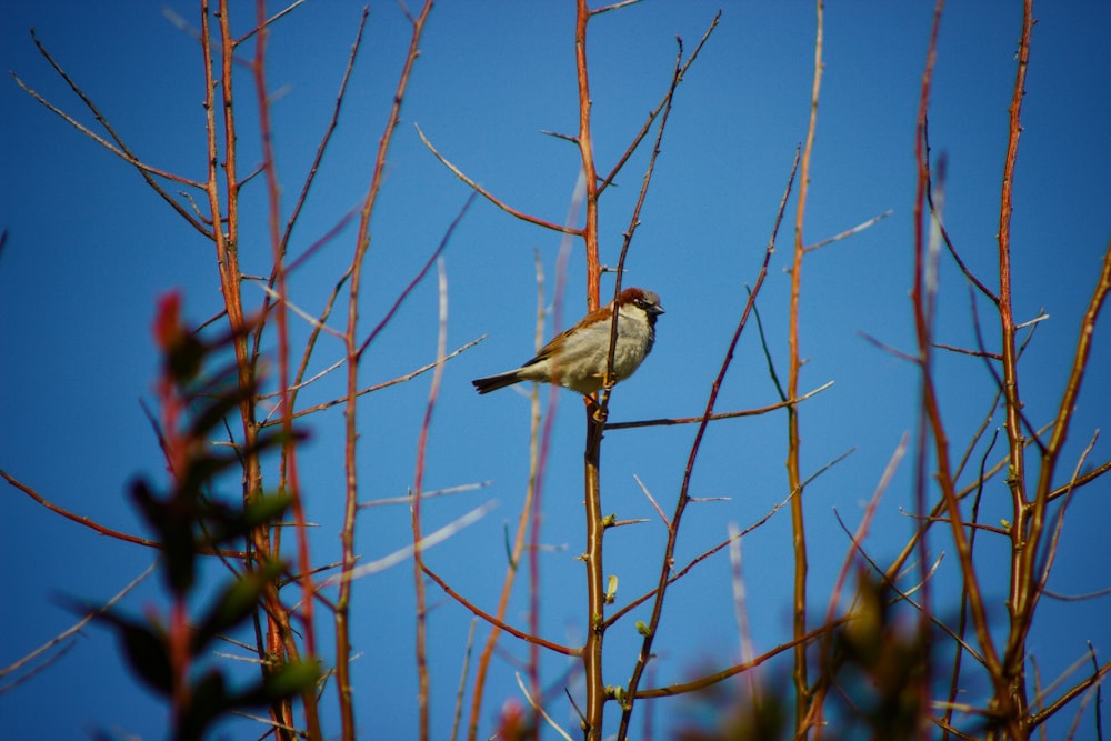 a small bird perched on top of a tree branch