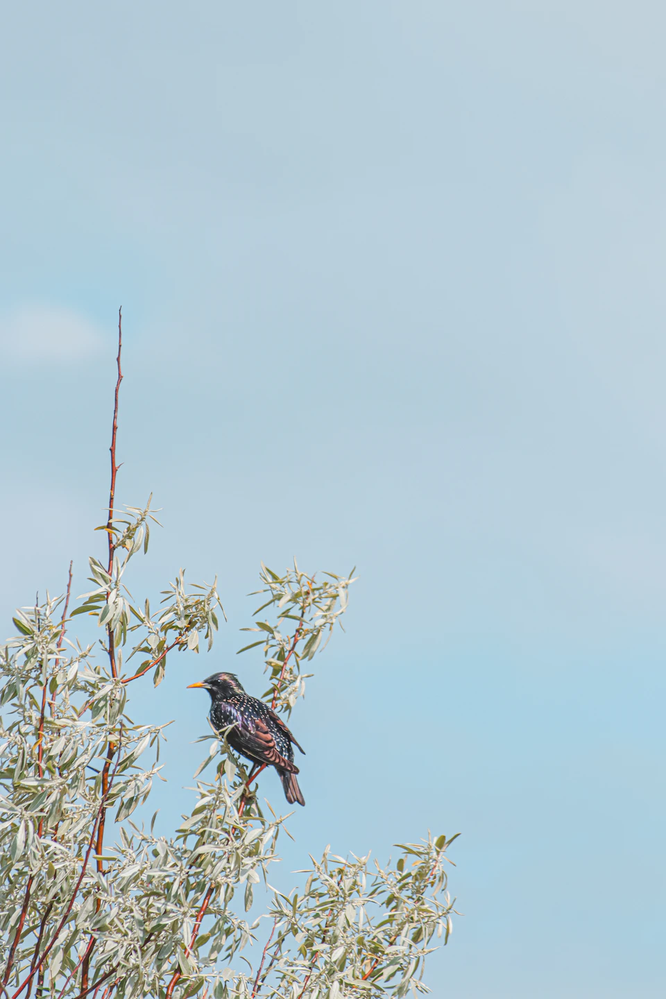 In the image, a black bird with brown wings and tail is perched on a branch of a tree adorned with white flowers against a clear blue sky. The bird's position on the right side of the frame gives it an almost solitary appearance.