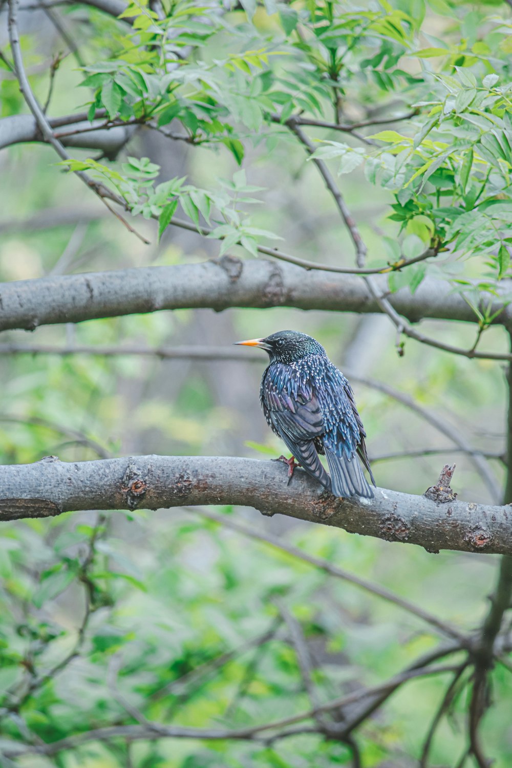 a bird sitting on a branch of a tree