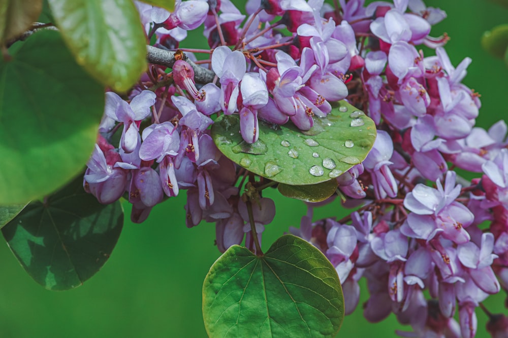 a close up of a bunch of flowers on a tree