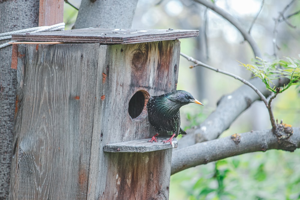 a black bird sitting on a birdhouse in a tree