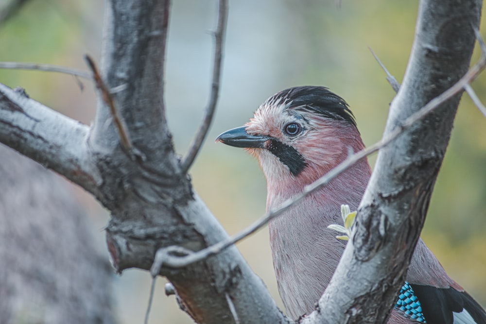 a bird sitting on a branch of a tree