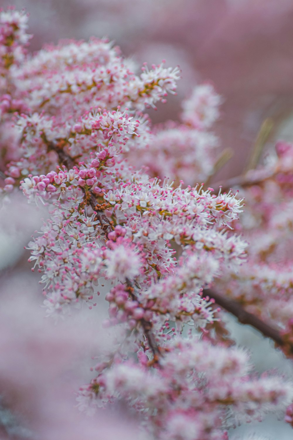 a close up of a tree with pink flowers