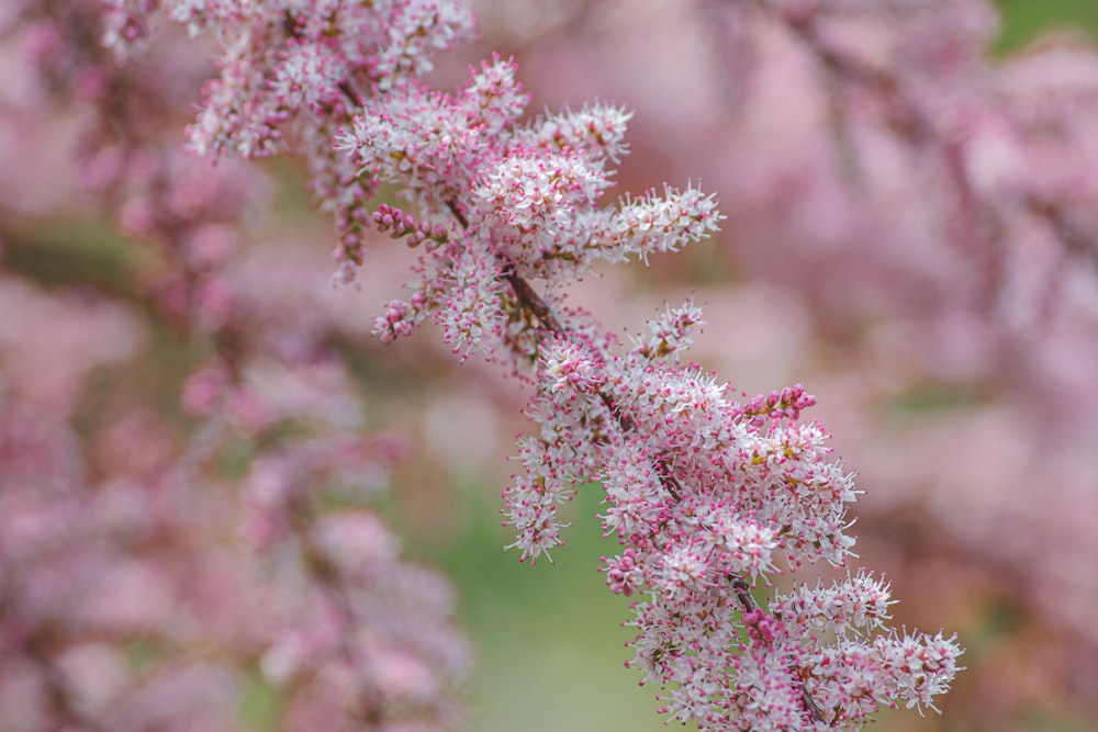 a close up of a tree with pink flowers