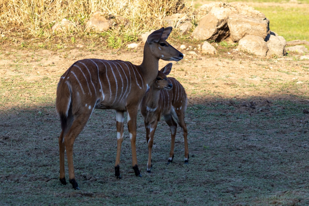 a couple of deer standing on top of a grass covered field