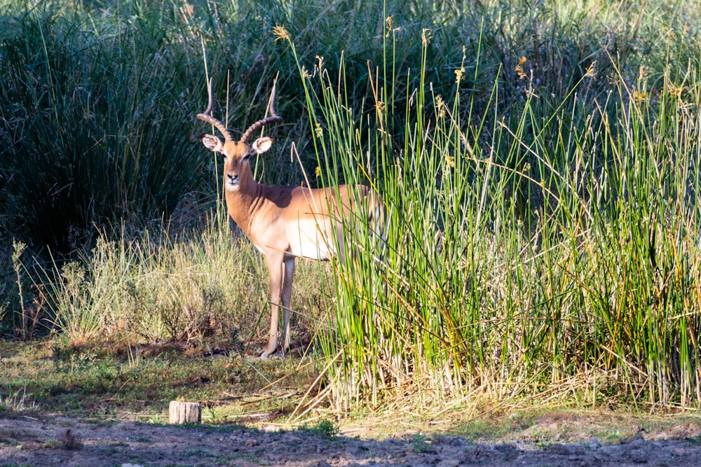 a gazelle standing in the middle of tall grass