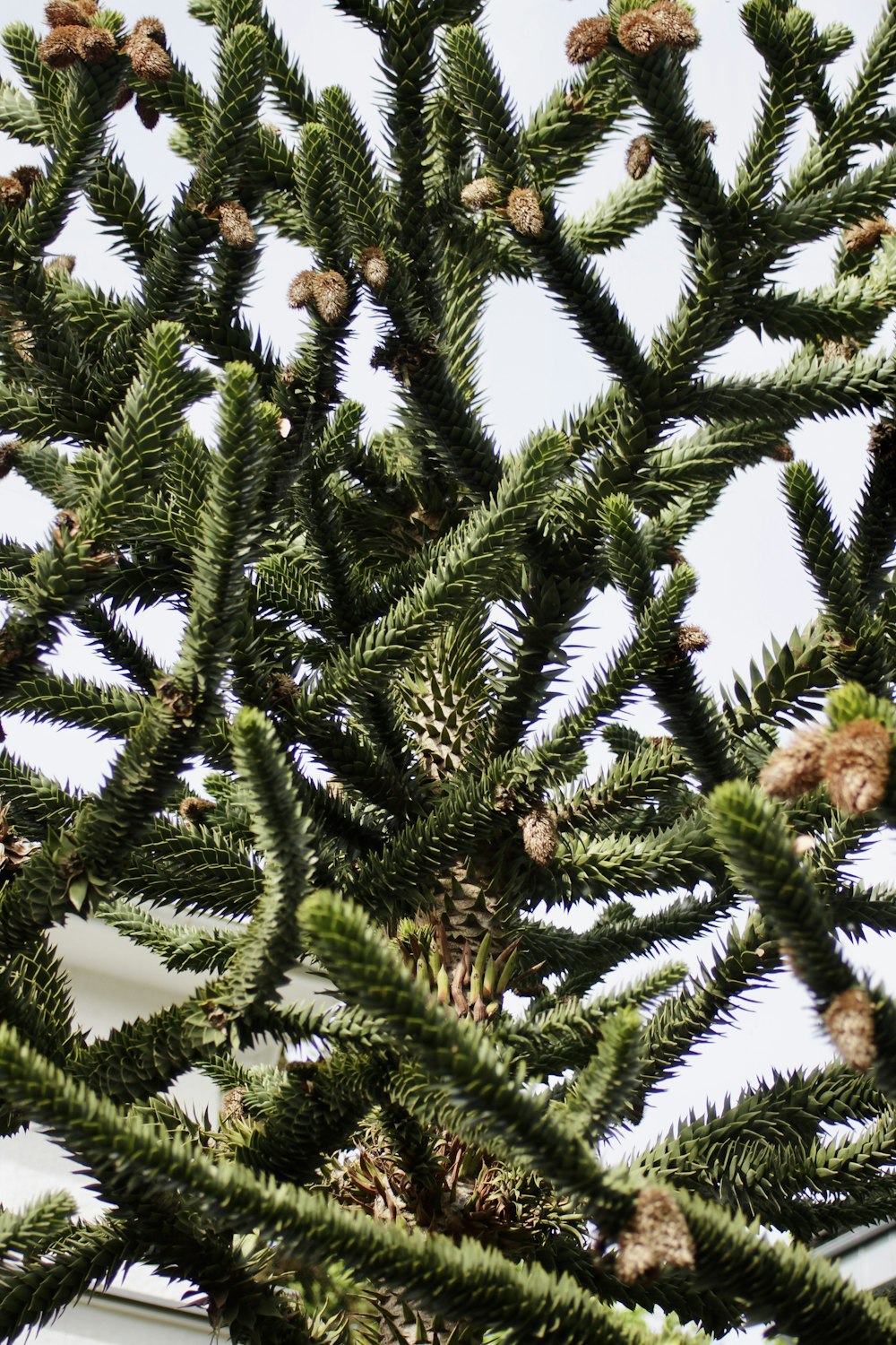 a close up of a pine tree with a building in the background